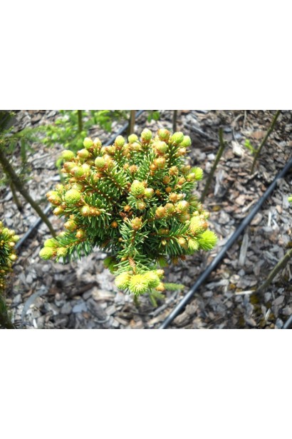 Ялина Голд Наггет на штамбі 